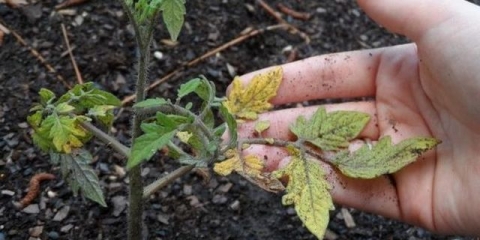 Zašto listovi paradajza požute?